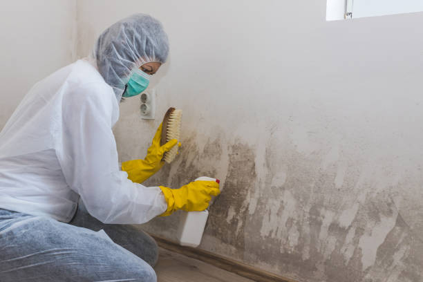 Mold Removal Process in Mill Hall, PA