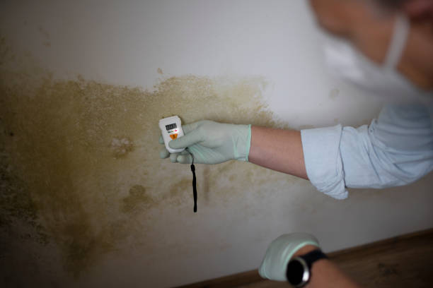 Best Professional Mold Removal  in Mill Hall, PA