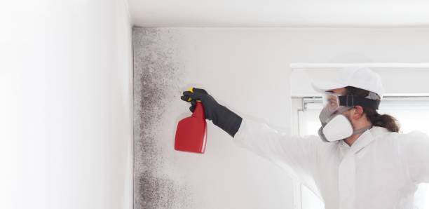 Best Mold Testing  in Mill Hall, PA