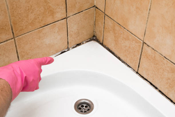 Best Emergency Mold Removal  in Mill Hall, PA