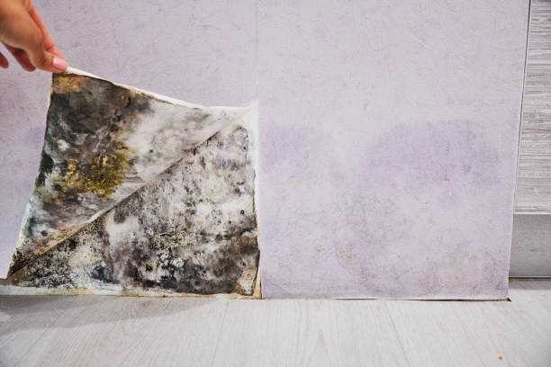 Best Attic Mold Removal  in Mill Hall, PA